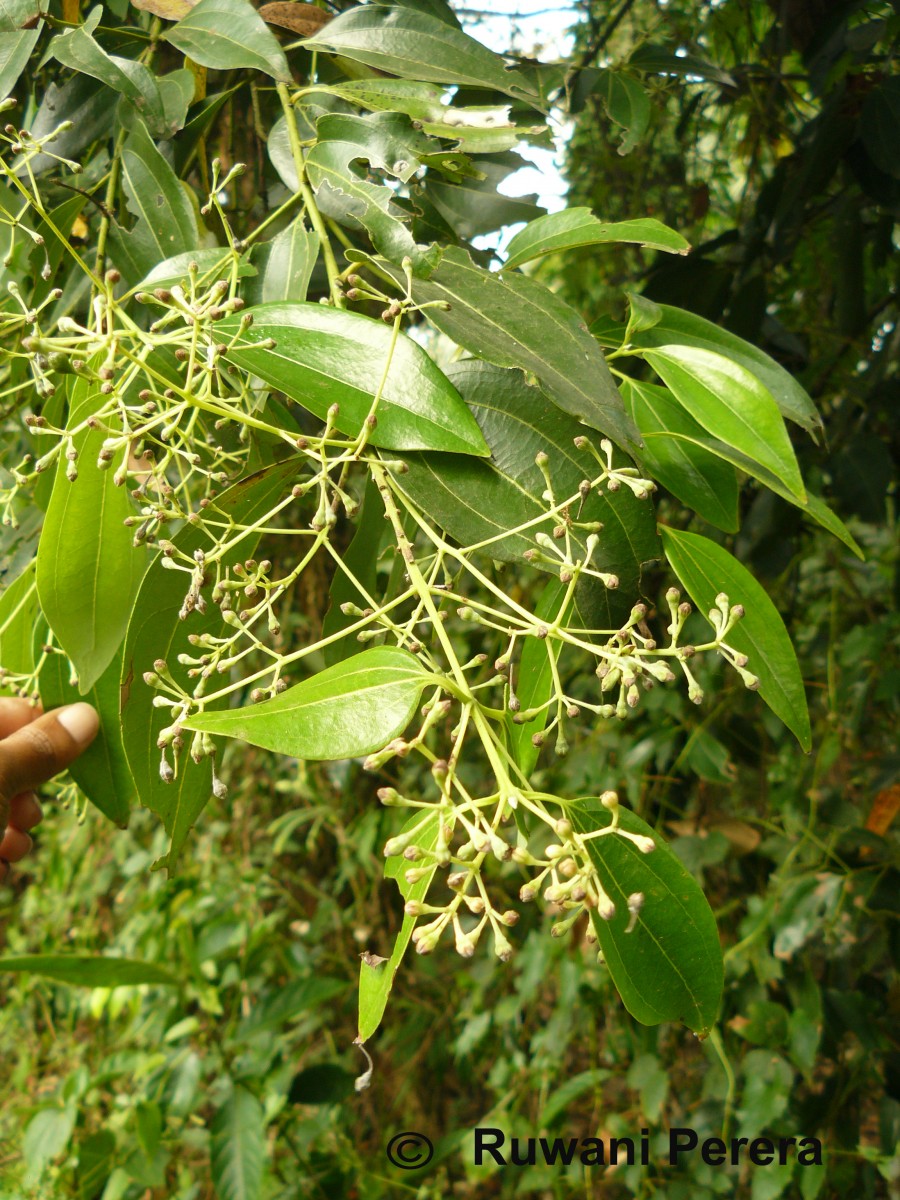 Cinnamomum verum J.Presl